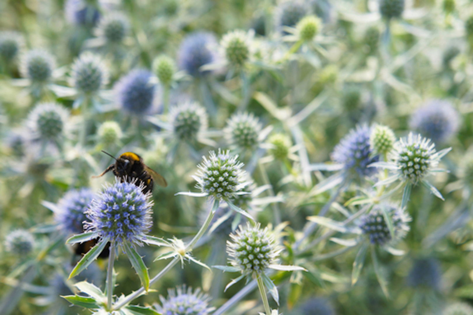 Picture of Bee Habitat