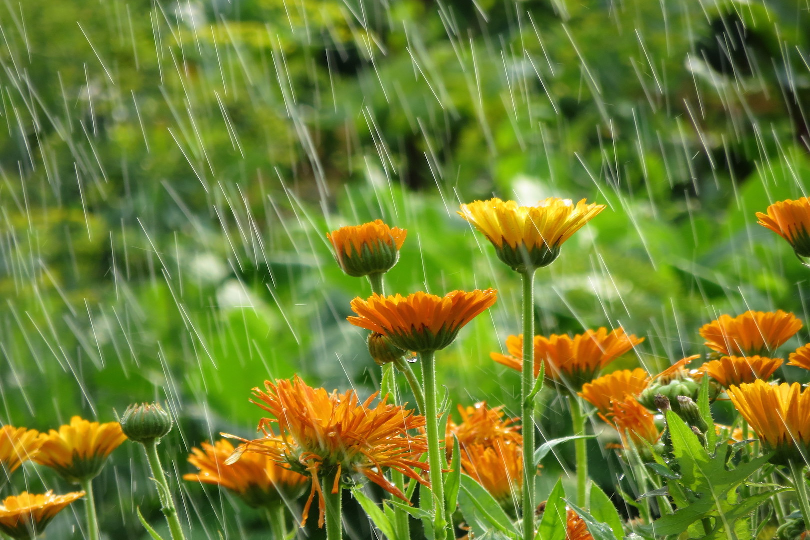 Picture of Rain Garden