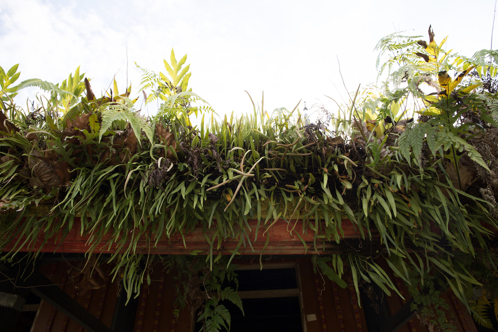 Picture of Rooftop Meadow